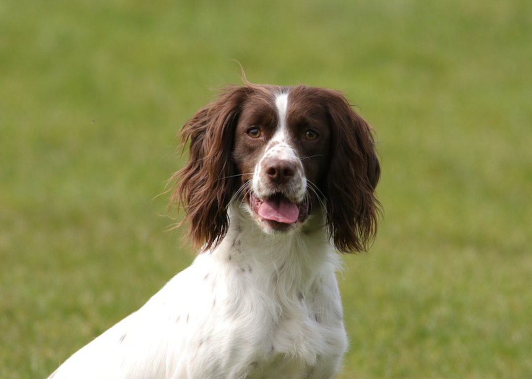 #13. English springer spaniel